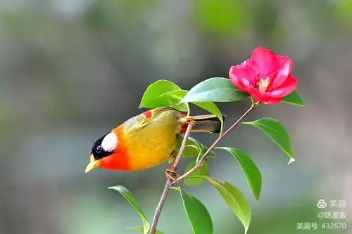 自然生态科普常识鸟类篇,(107)银耳相思鸟