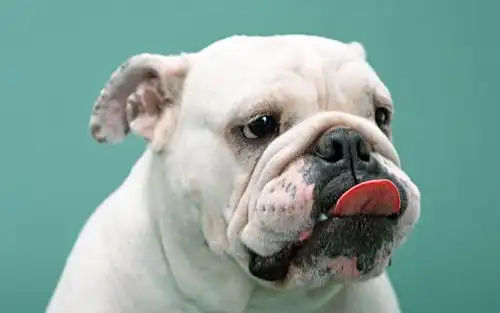 超萌狗狗高清壁纸