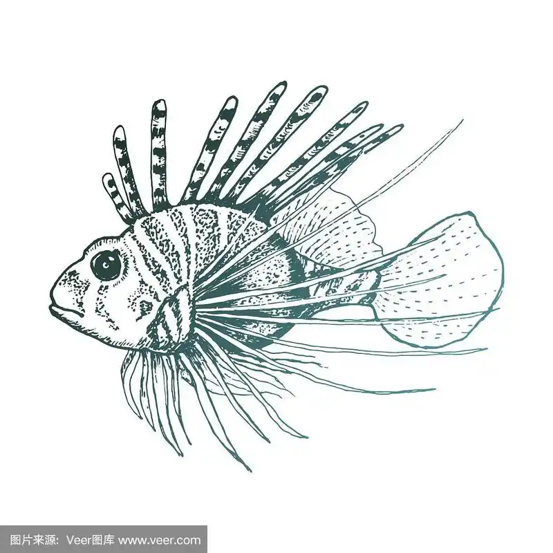 狮子鱼的背部长刺的草图