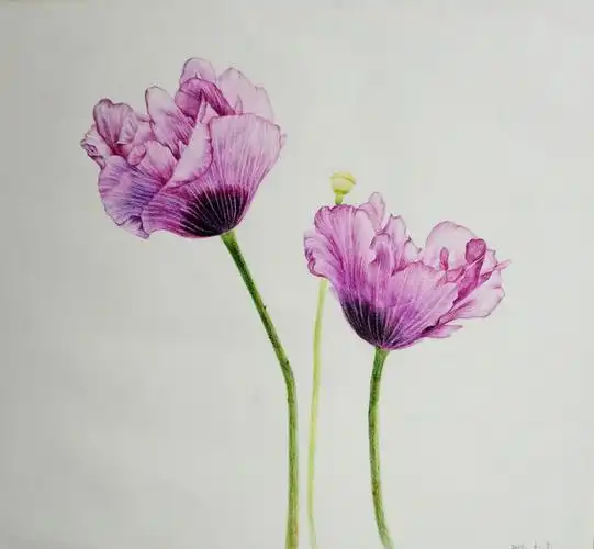 彩色铅笔手绘 #素描# #小清新