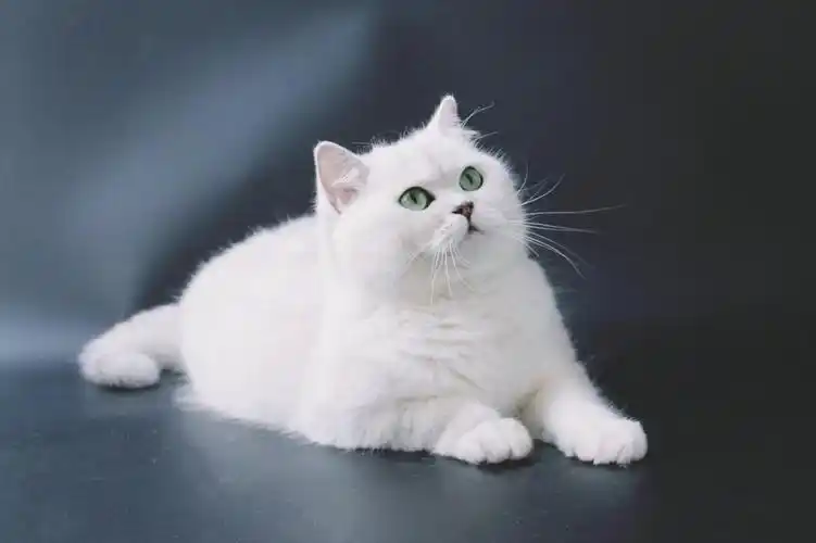 银渐层脸尖是不是串_猫咪