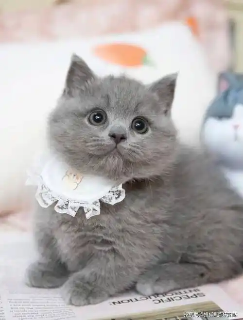 西安买英短蓝猫首页网站(西安长安区)买英短蓝猫的地方