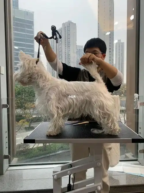 小奶酪 拔完毛美美哒#可爱萌宠  #梗犬拔毛  #西高地拔毛  #萌宠