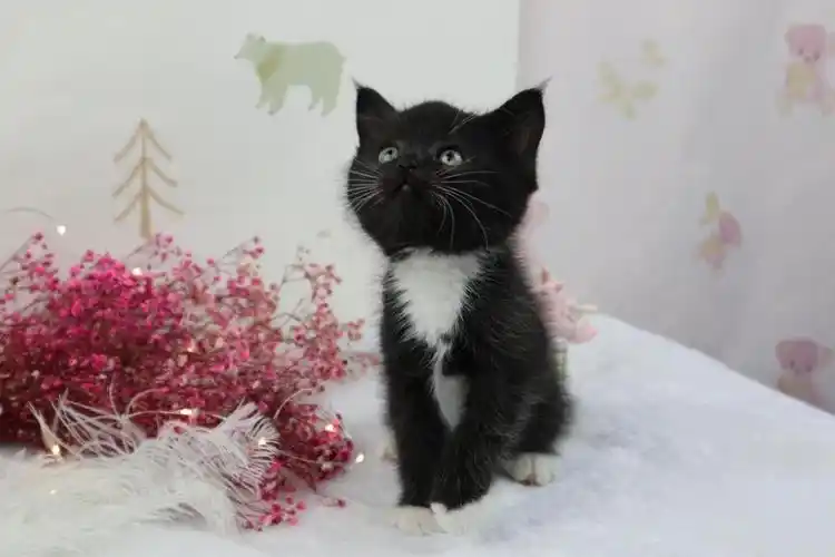 黑白英短弟弟找新家