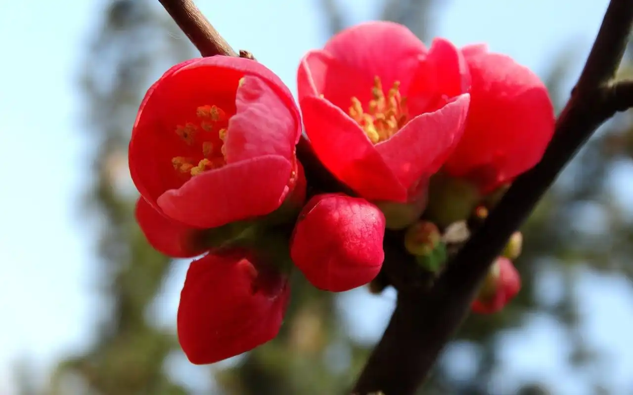 阳光下红色的海棠花电脑桌面壁纸下载