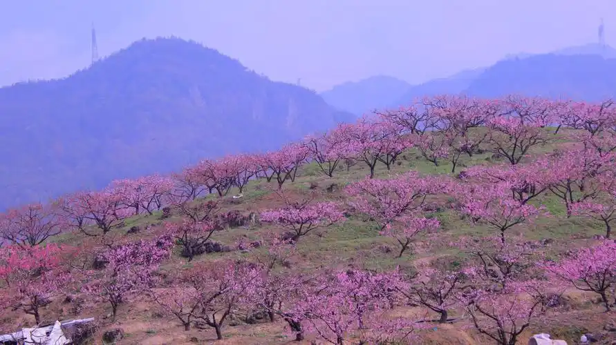 春风十里桃花红(浙中桃花源)