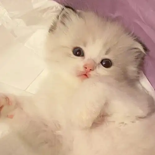 布偶猫两只超级可爱的宝宝