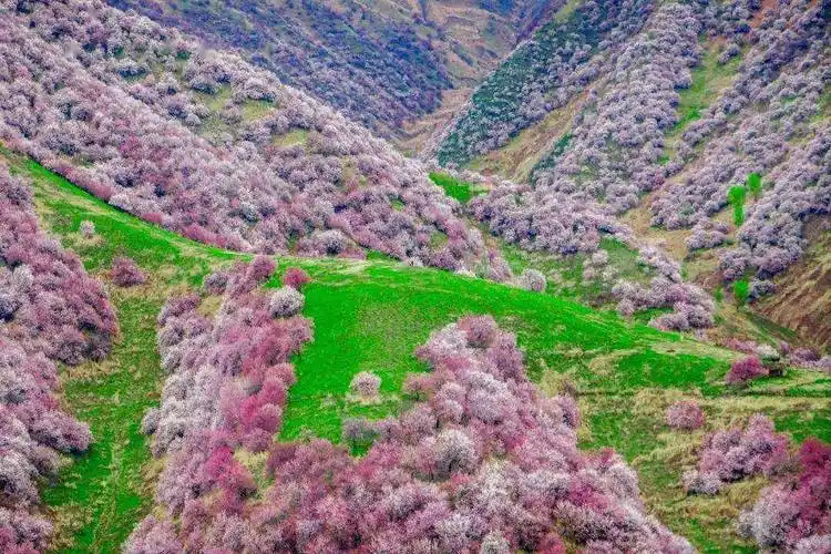 伊犁杏花沟春天的山坡上满是盛开的粉色杏树花美若世外桃源