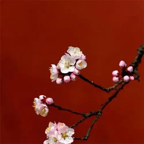 北京故宫唯美意境风景头像图片