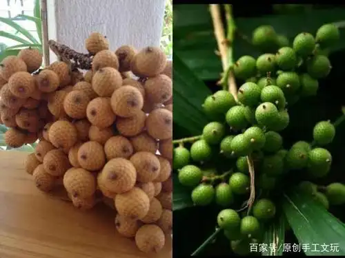 为什么你手中的星月菩提没有别人的好