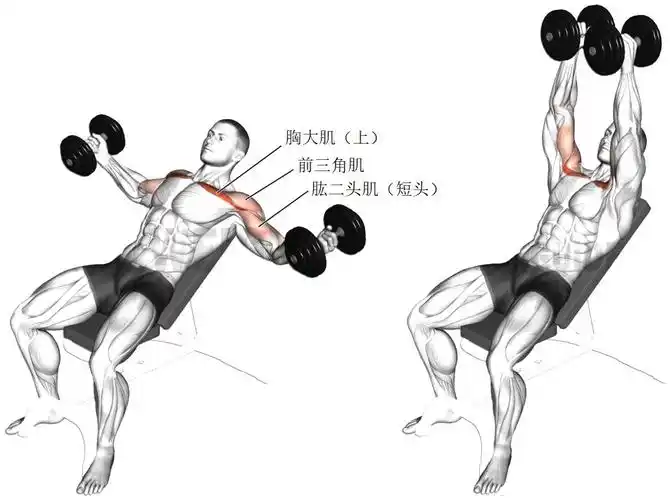新手增肌怎么练胸