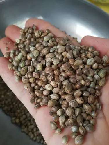 [火麻仁批发]火麻仁 麻子 火麻籽 过风过筛干净可