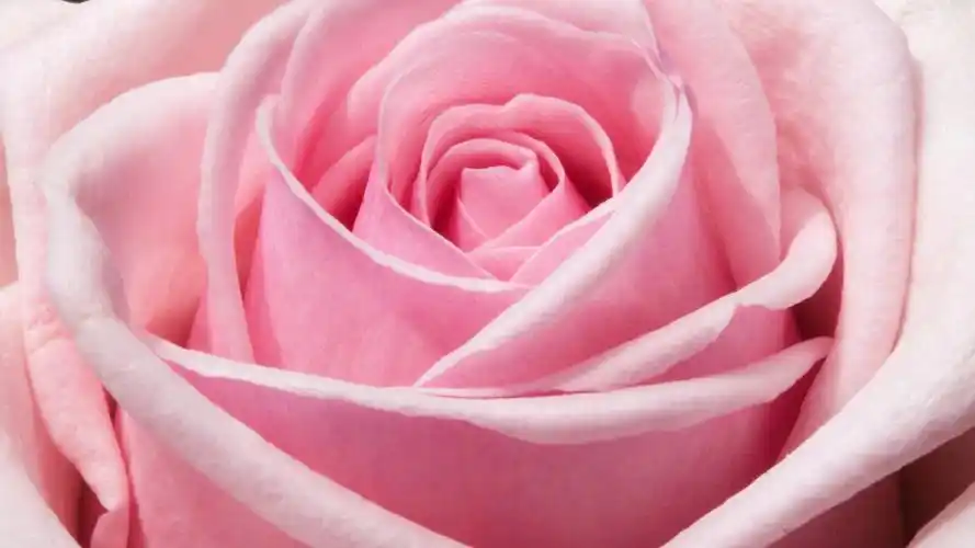 浪漫粉色情人花,高清图片,电脑桌面-壁纸族