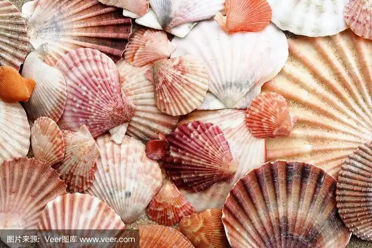 粉红色的扇贝
