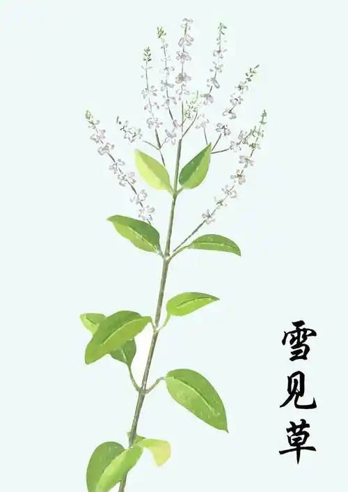 风物| 手绘中药cp图,原来可以这么美!