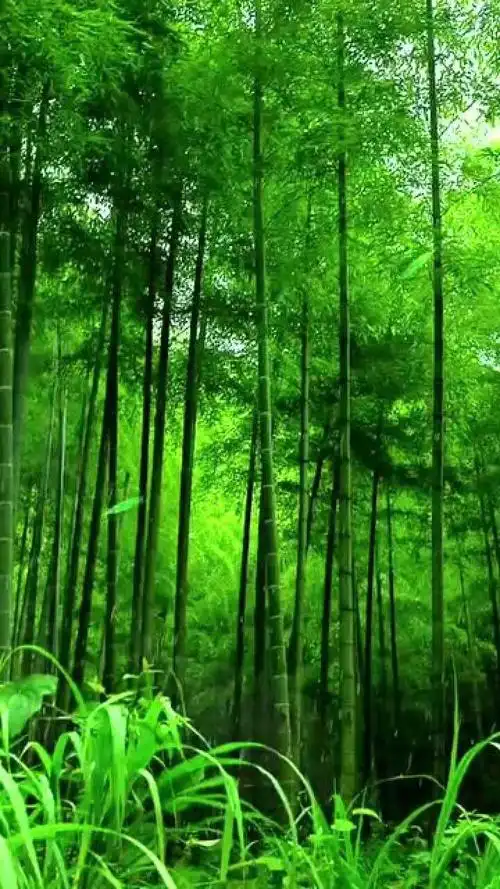 这些绿色的竹子沐浴在蒙蒙细雨之中它绿得使人心旷神怡