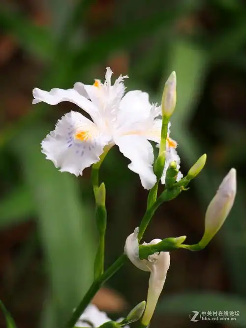 白色鸢尾花