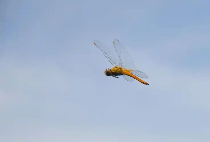 阳光下,蜻蜓飞过来!