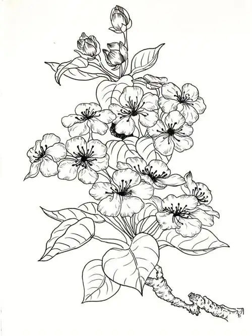 线描手绘花卉临摹梨花015