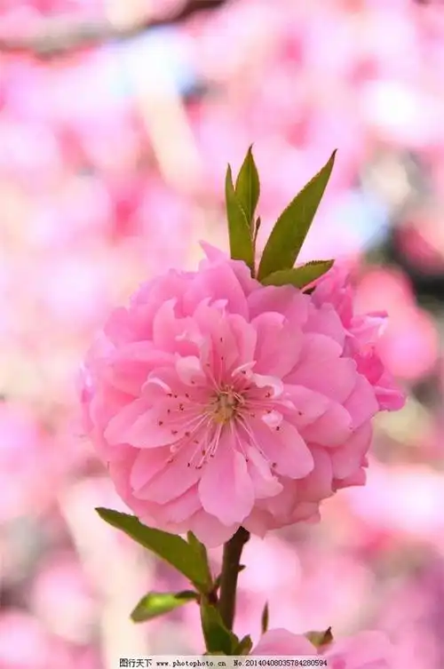 一朵桃花图片大全