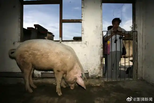 汶川地震13周年##猪坚强