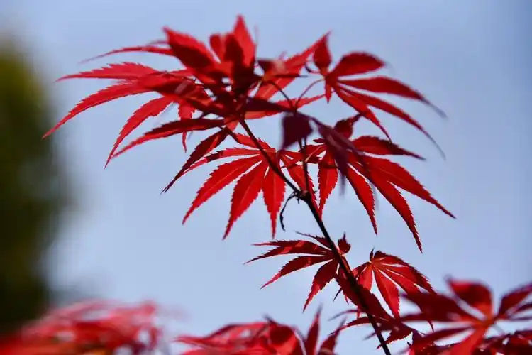 枫叶红于四月花