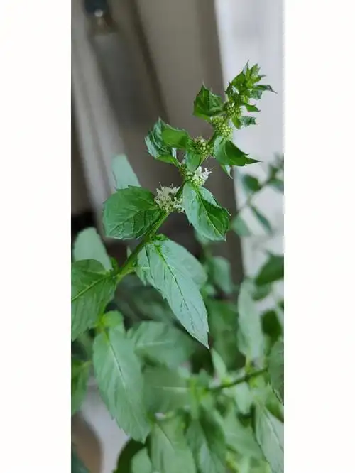 薄荷花