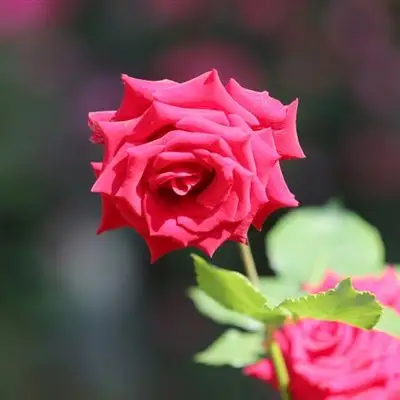 红玫瑰花微信头像 妖艳的红玫瑰花图片