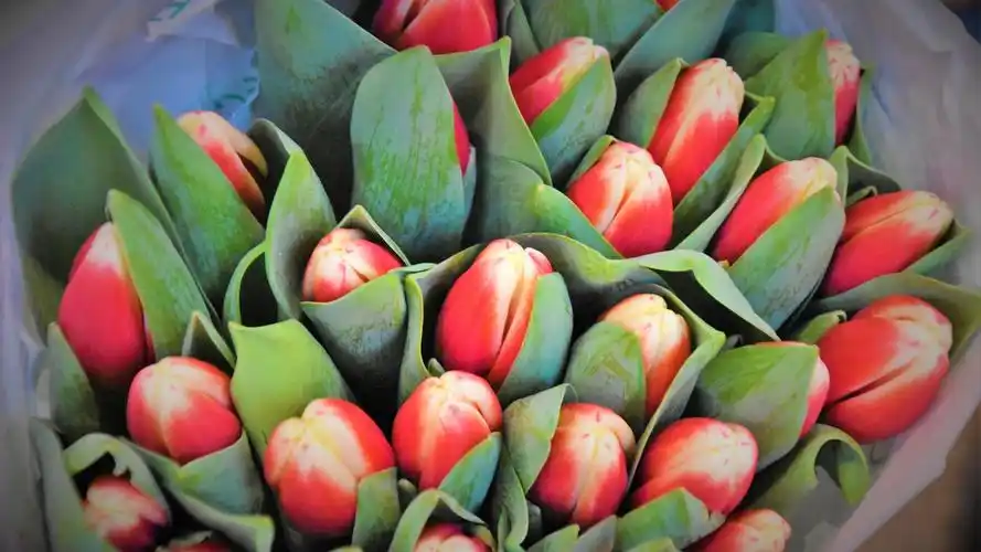 少女心壁纸【67】(小清新静态壁纸) - 静态壁纸下载 - 元气壁纸