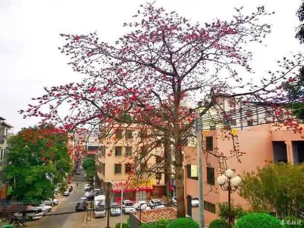 岭南春来早,番禺木棉红!|花红|木棉树|木棉花|广州市_网易订阅