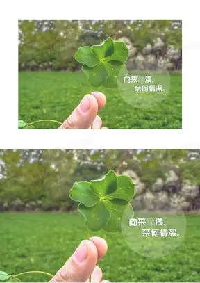 四叶草幸运图片素材230三叶草幸运的图标111绿色幸运草213幸运草边框