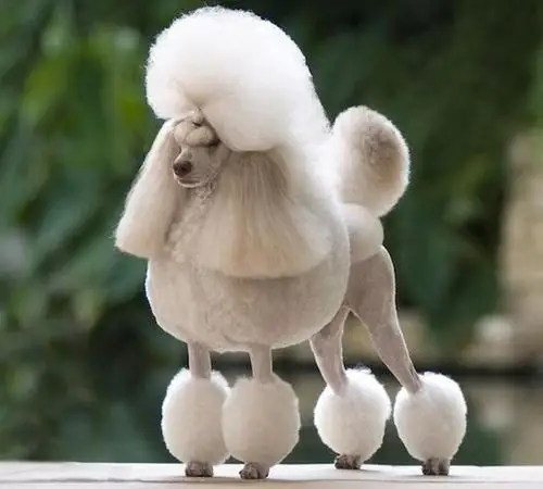 贵宾犬的五个毛发护理要点,让毛发更飘逸