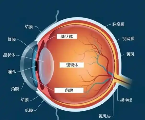 眼睛你了解你的眼睛