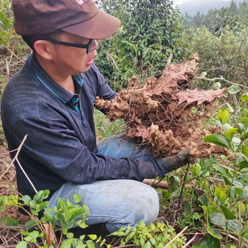 广东野生金刚藤新鲜菝葜片铁菱角干金刚头刺煲汤祛湿泡酒中药材