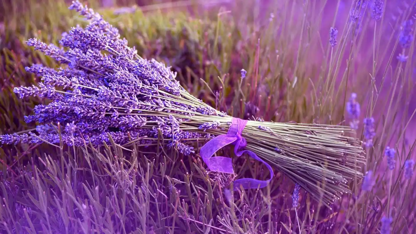 靓丽唯美的薰衣草高清电脑桌面壁纸