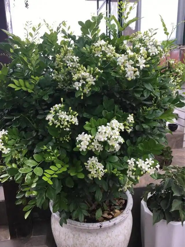 家有庭院首选九里香,花姿清新雅致,花香馥郁,不挑土壤易打理