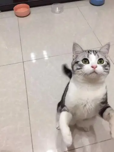 讨论我想看看大家的美短都长啥样