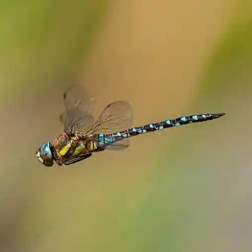 蜻蜓空中翱游图片
