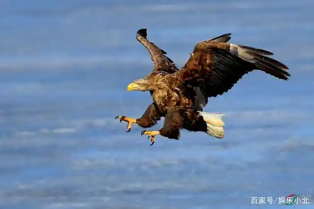 自然界最威武霸气的鹰的种类,每一种都英姿飒爽