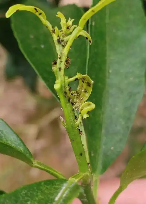 不打农药少花钱分享无抗性杀红蜘蛛的5大原理及3类助剂