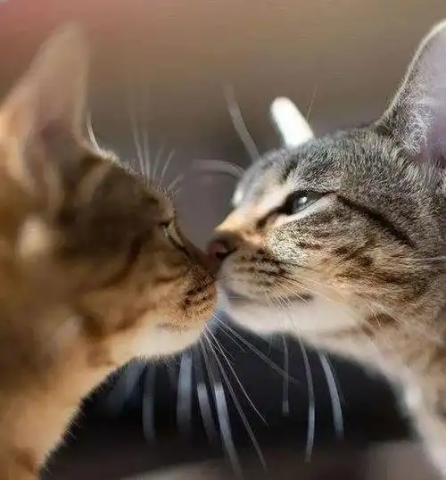 猫趣单身的铲屎官们赶紧带着你的猫咪一起来渡情人劫吧