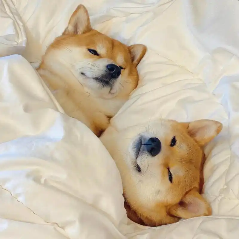 2021最新微信头像|背景图 可爱的柴犬又来啦,这次是来了两只哟 哈哈哈