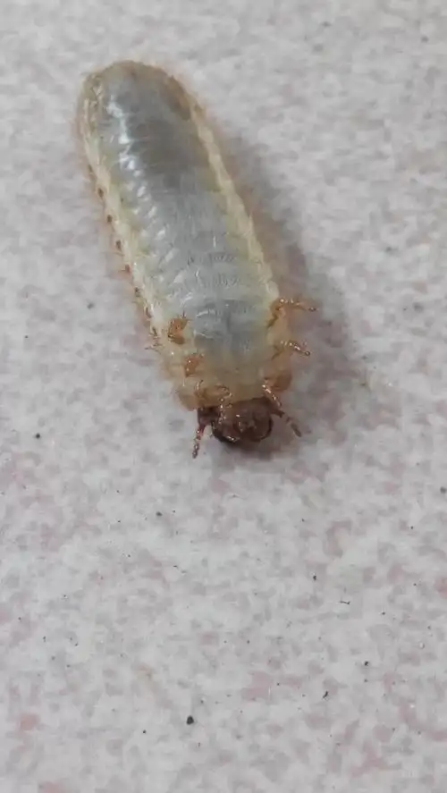 这白色的虫子叫什么?