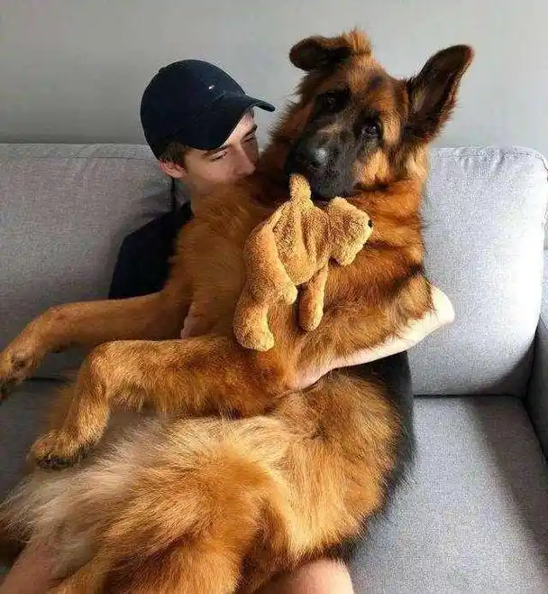 很多人都喜欢护主忠诚的狗狗,如果你想养一只这样的狗狗,推荐下面这几