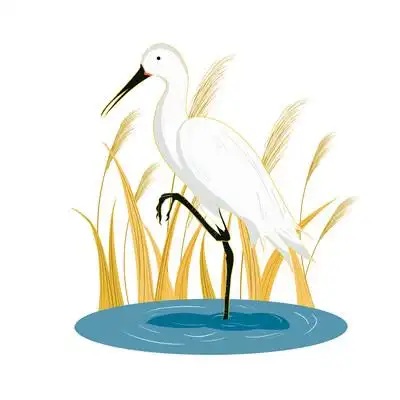 原创白露水中的白鹭