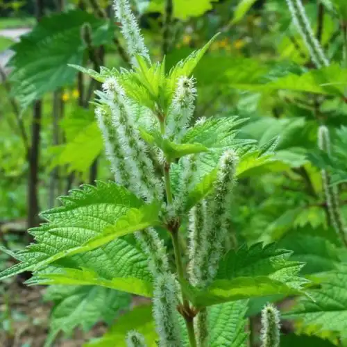 野线麻 山苎 大水麻 野苎麻 水升麻药材绿化盆栽中草药浙药种植苗--爱