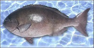白毛鱼 介绍