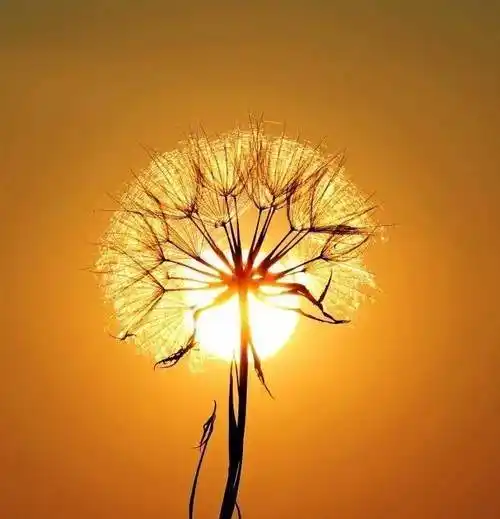 很现实的人生感悟经典语录,寓意深刻,值得品读_生命_才能_什么