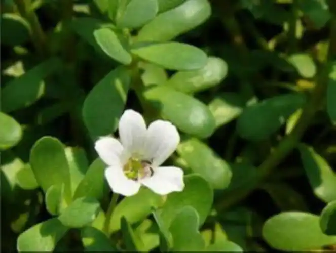 中药白毛蛇,中药材蛇