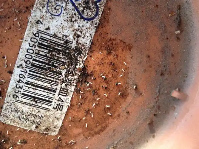 展开全部 这是——跳虫.